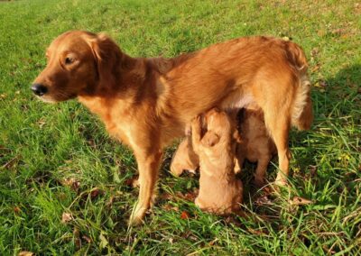 Autumnlight Golden Retriever