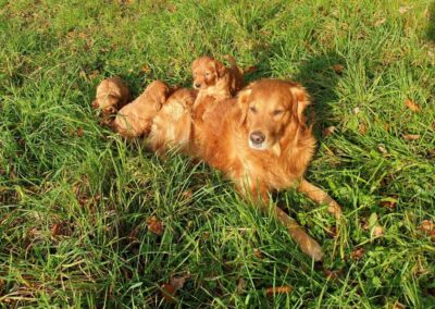 Autumnlight Golden Retriever