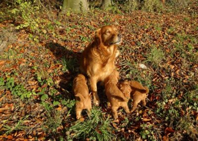 Autumnlight Golden Retriever