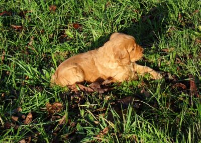 Autumnlight Golden Retriever