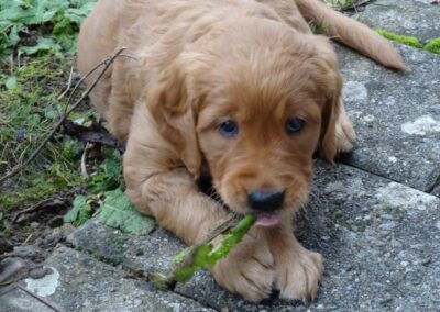 Autumnlight Golden Retriever