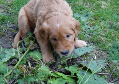 Autumnlight Golden Retriever