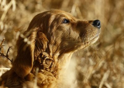 Autumnlight Golden Retriever