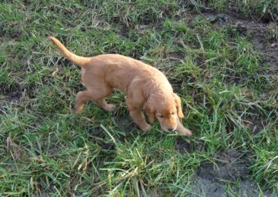 Autumnlight Golden Retriever