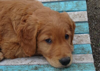 Autumnlight Golden Retriever