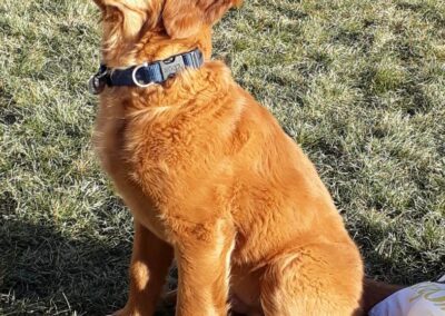 Autumnlight Golden Retriever