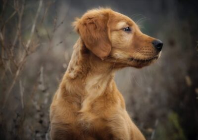 Autumnlight Golden Retriever