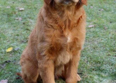 Autumnlight Golden Retriever