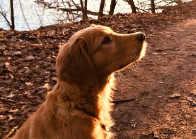 Autumnlight Golden Retriever