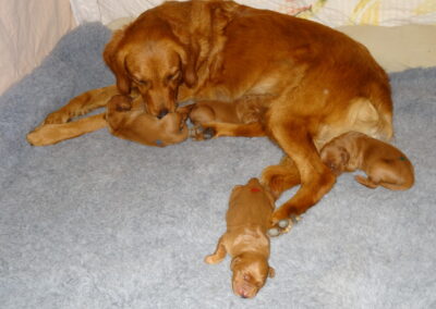 Autumnlight Golden Retriever