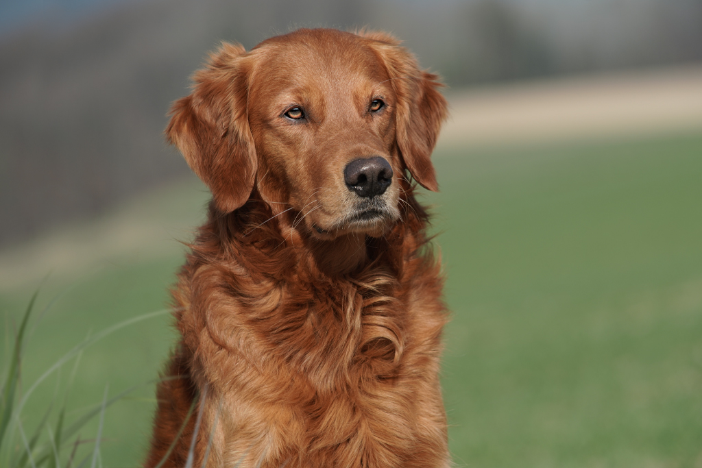 Autumnlight Golden Retriever