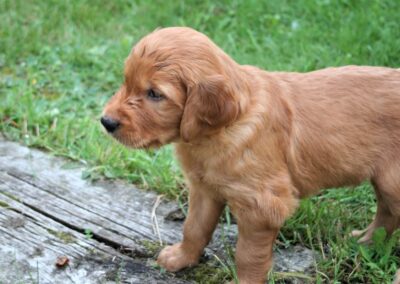 Autumnlight Golden Retriever