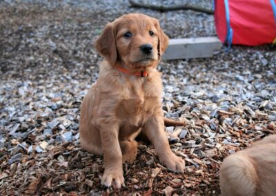 Autumnlight Golden Retriever