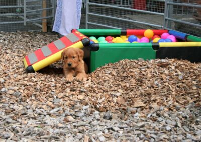 Autumnlight Golden Retriever