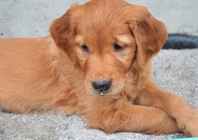 Autumnlight Golden Retriever