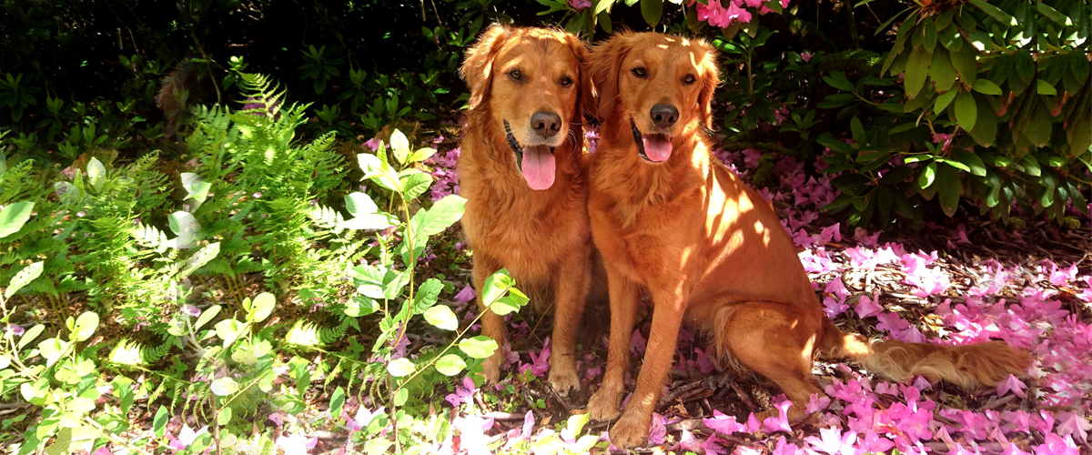 Autumnlight Golden Retriever