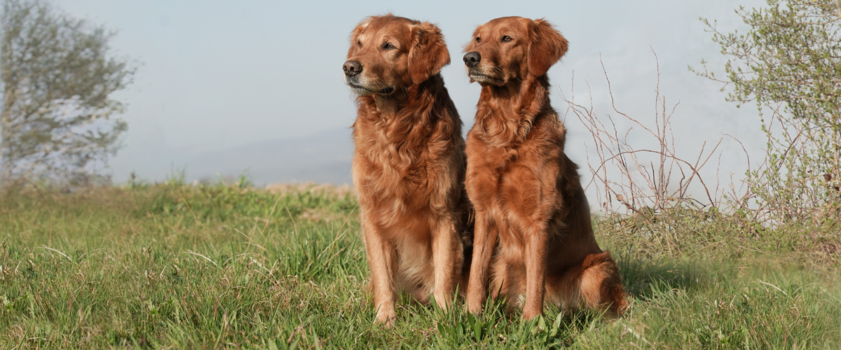 Autumnlight Golden Retriever