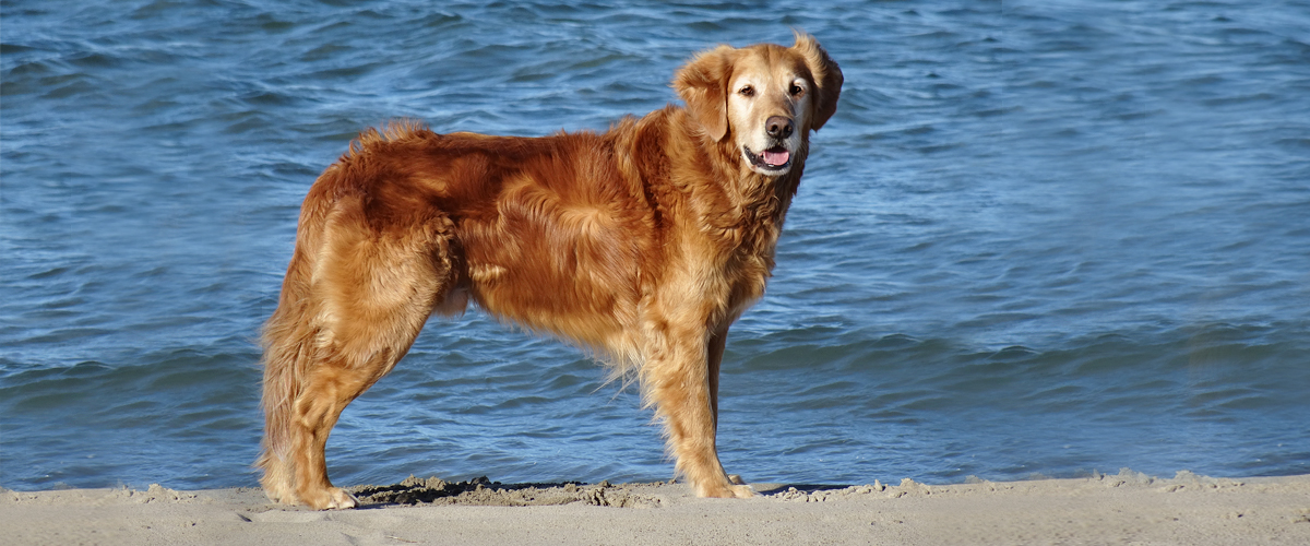 Autumnlight Golden Retriever