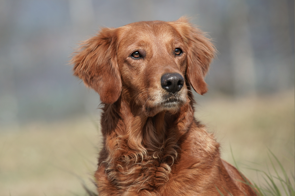 Autumnlight Golden Retriever