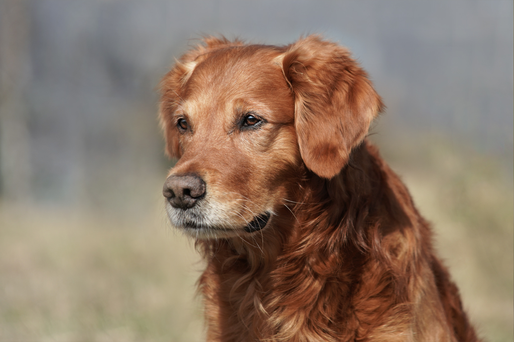 Autumnlight Golden Retriever