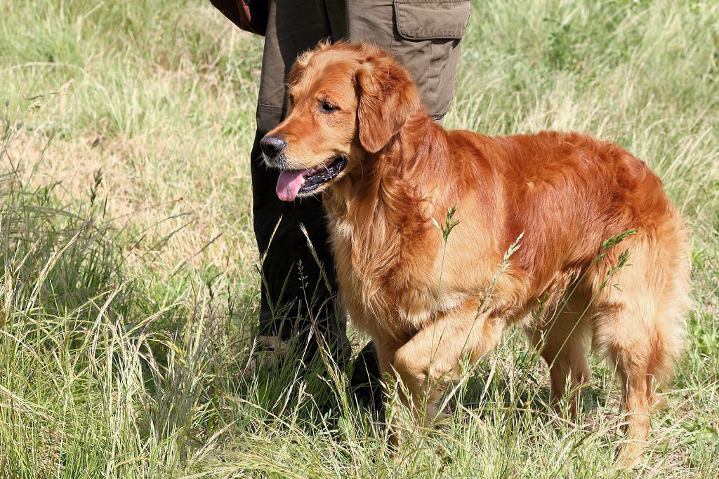 Autumnlight Golden Retriever