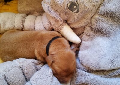 Autumnlight Golden Retriever