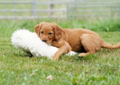 Autmnlight Golden Retriever