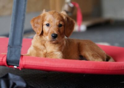 Autmnlight Golden Retriever