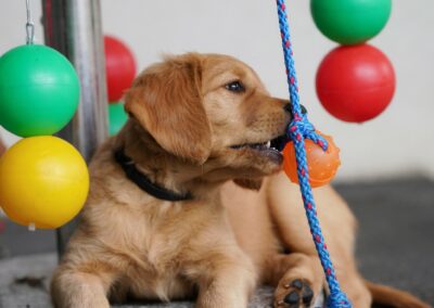 Autmnlight Golden Retriever