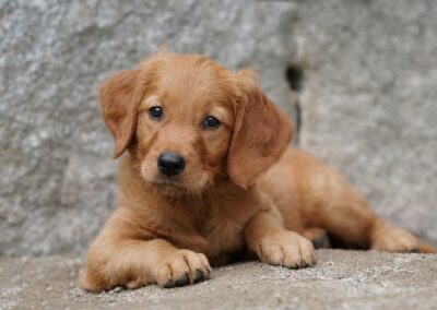 Autmnlight Golden Retriever