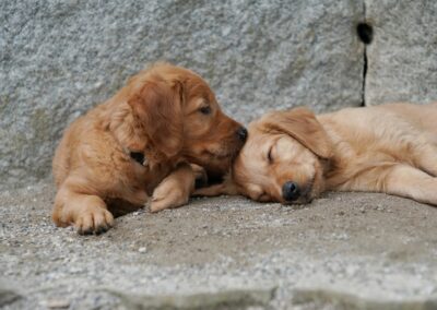 Autmnlight Golden Retriever