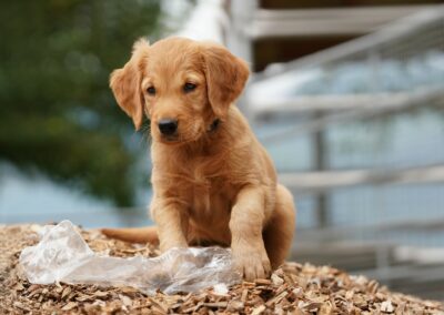 Autmnlight Golden Retriever