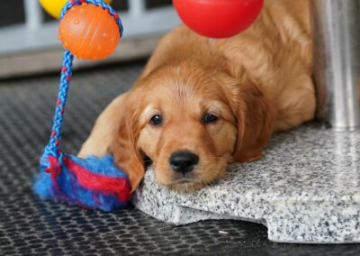 Autmnlight Golden Retriever