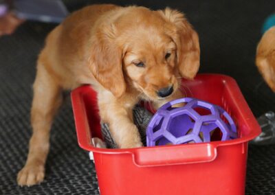 Autmnlight Golden Retriever