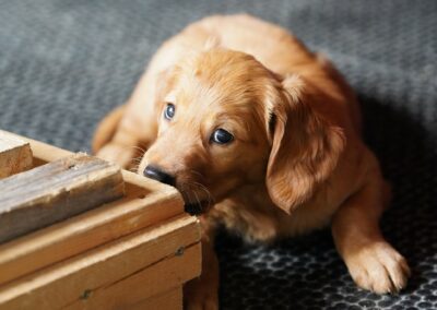 Autmnlight Golden Retriever