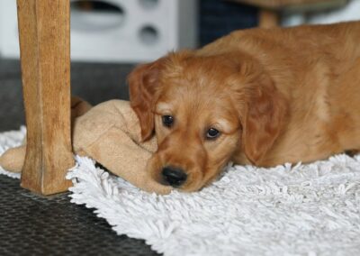 Autmnlight Golden Retriever