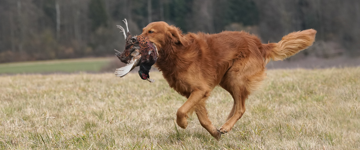 Autumnlight Golden Retriever