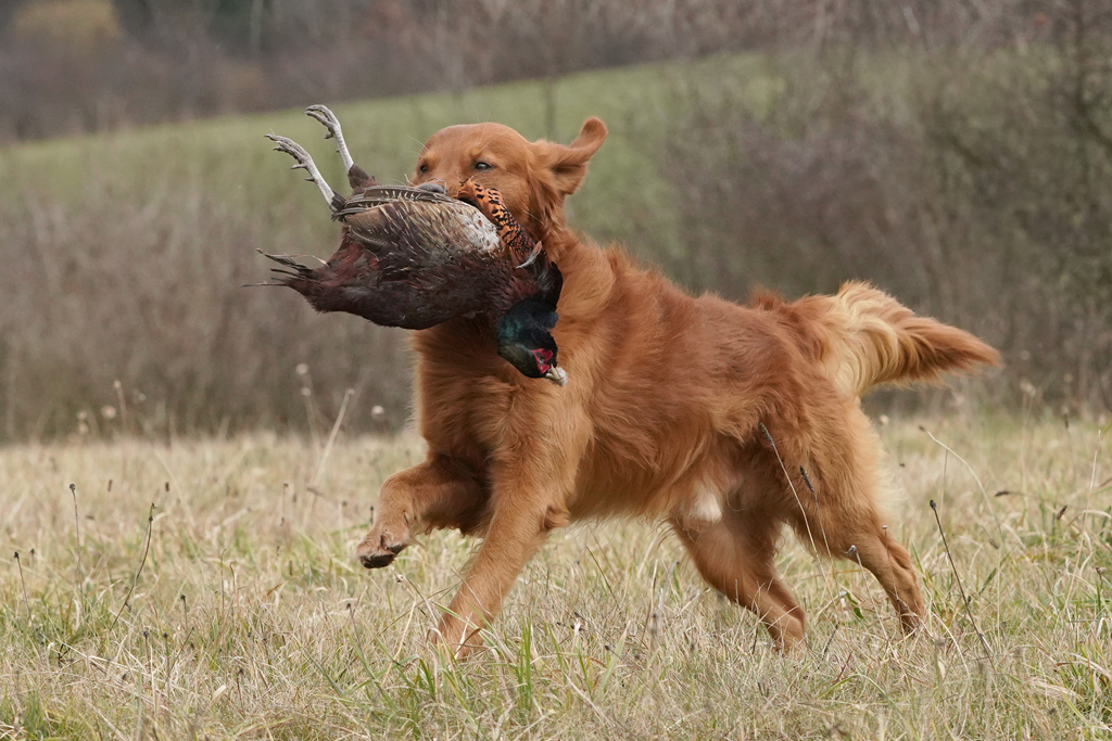 Autumnlight Golden Retriever