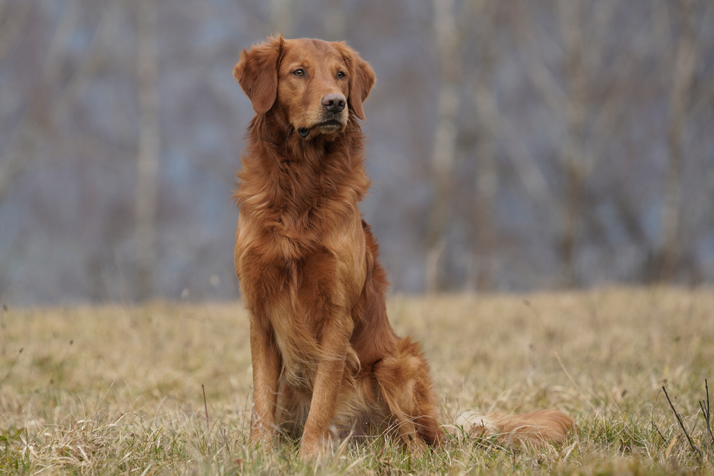 Autumnlight Golden Retriever