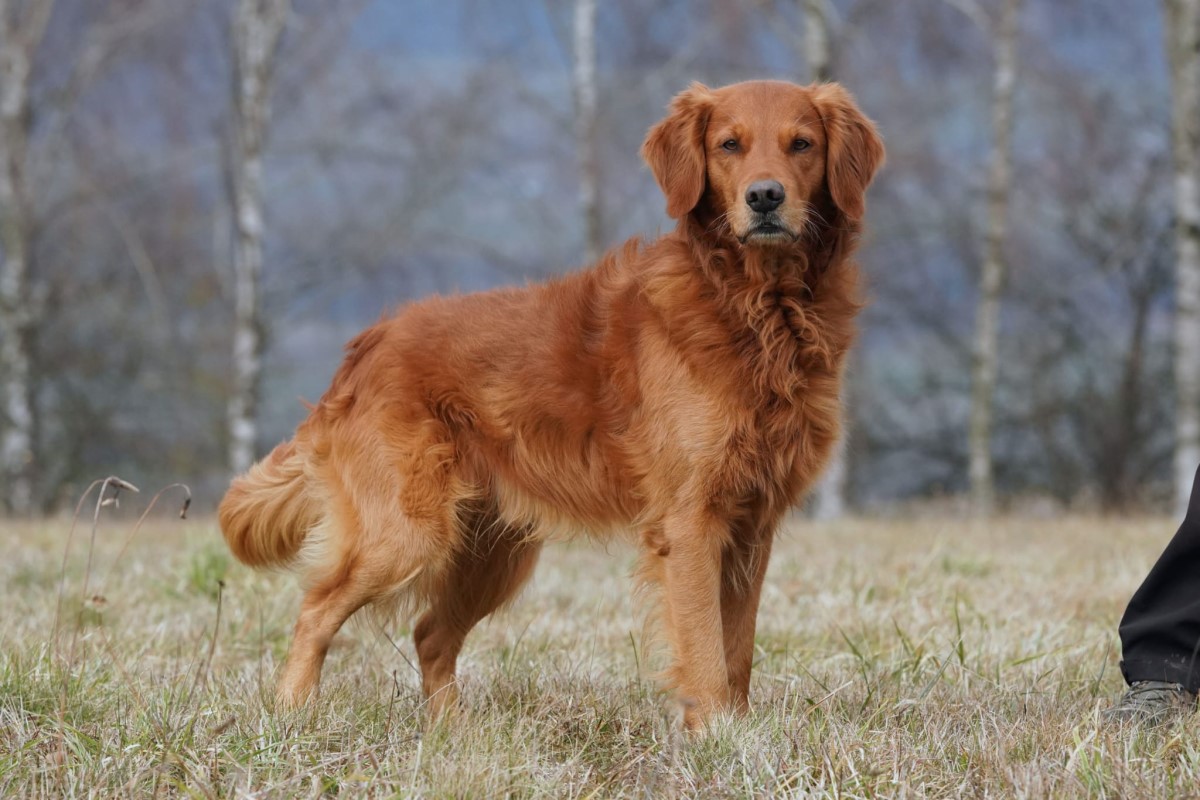 Autmnlight Golden Retriever