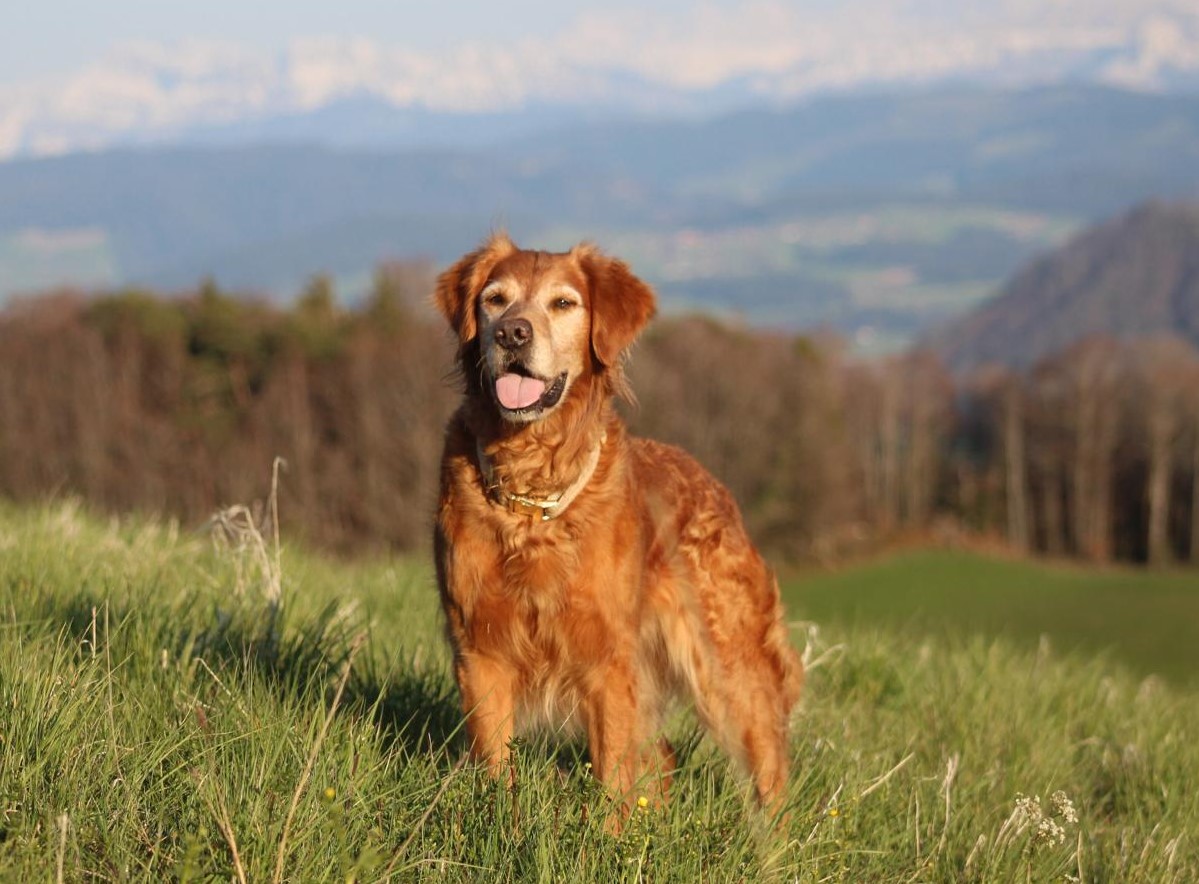 Autmnlight Golden Retriever