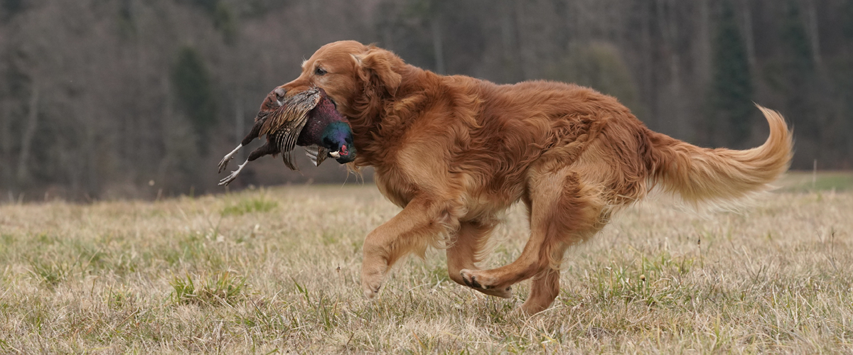 Autumnlight Golden Retriever