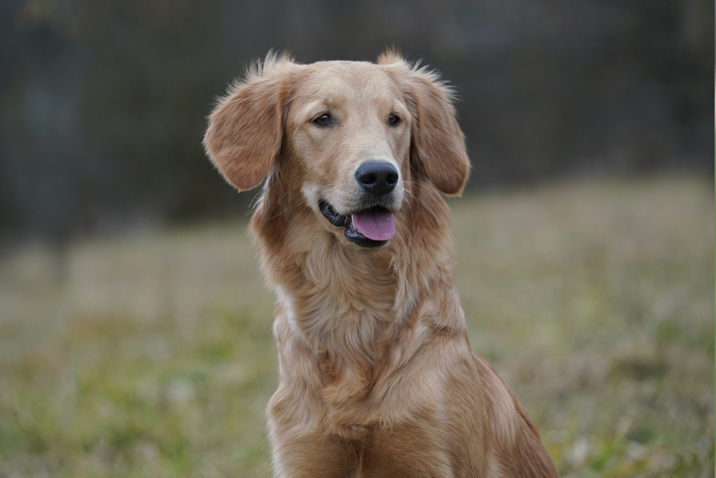 Autumnlight Golden Retriever