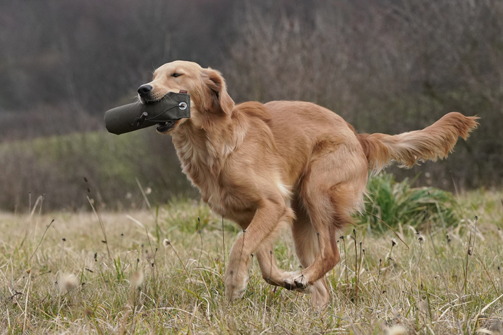 Autumnlight Golden Retriever